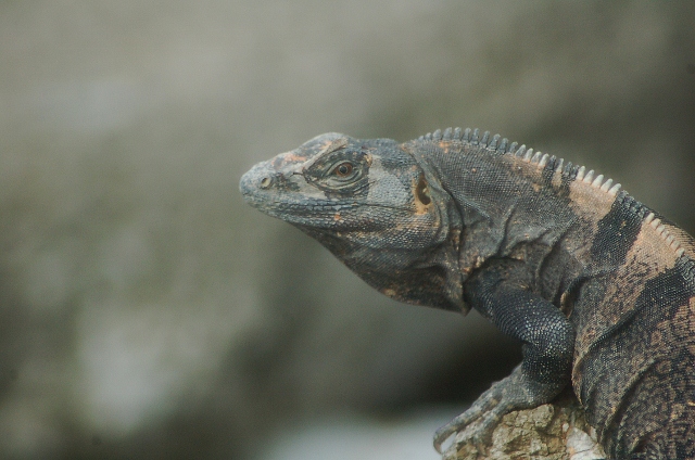 iguana on the hotel grounds